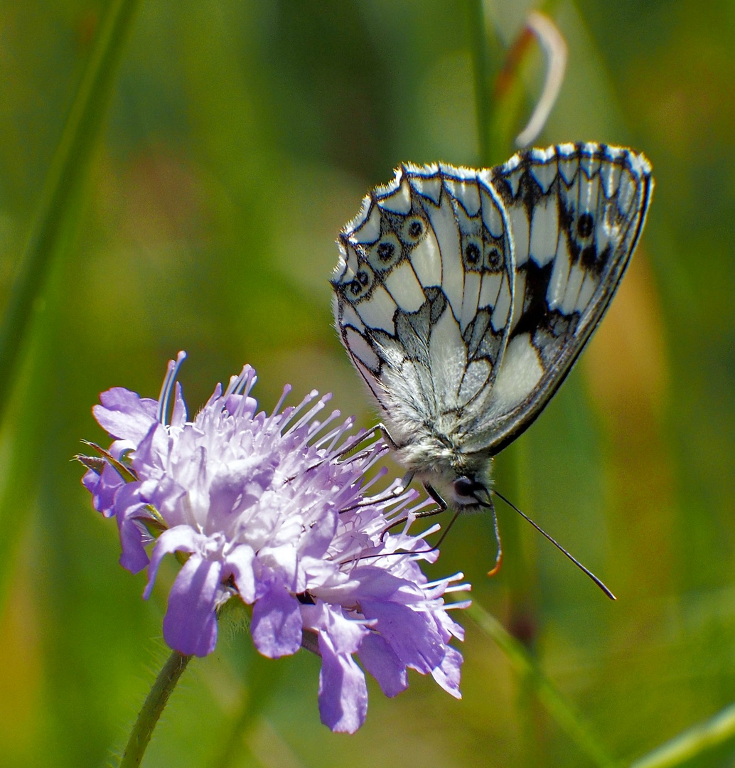 Schachbrettfalter