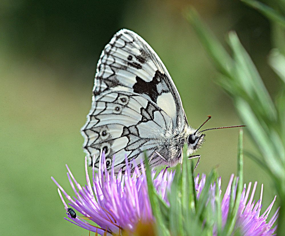 schachbrettfalter