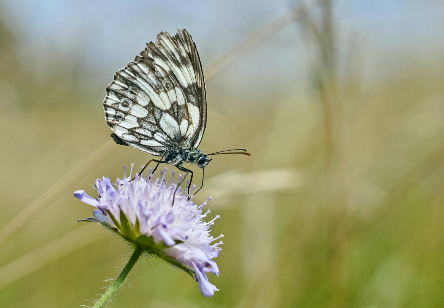 Schachbrettfalter