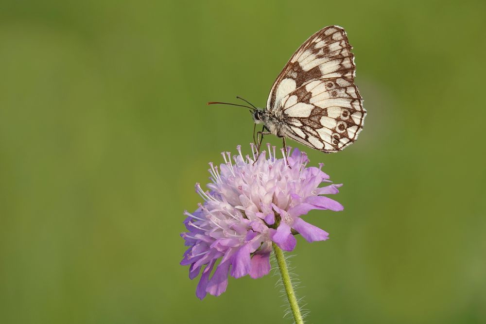 Schachbrettfalter