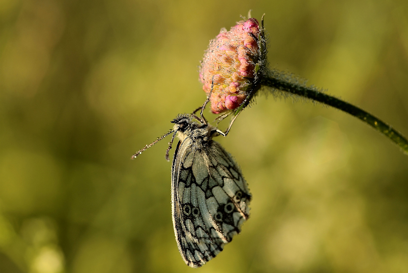 Schachbrettfalter