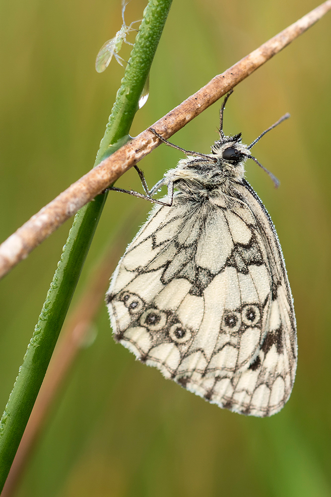 Schachbrettfalter