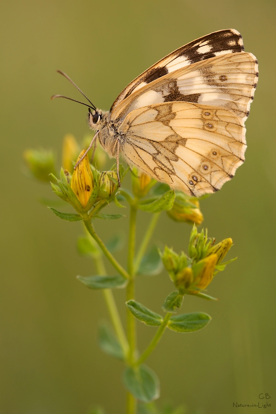 Schachbrettfalter