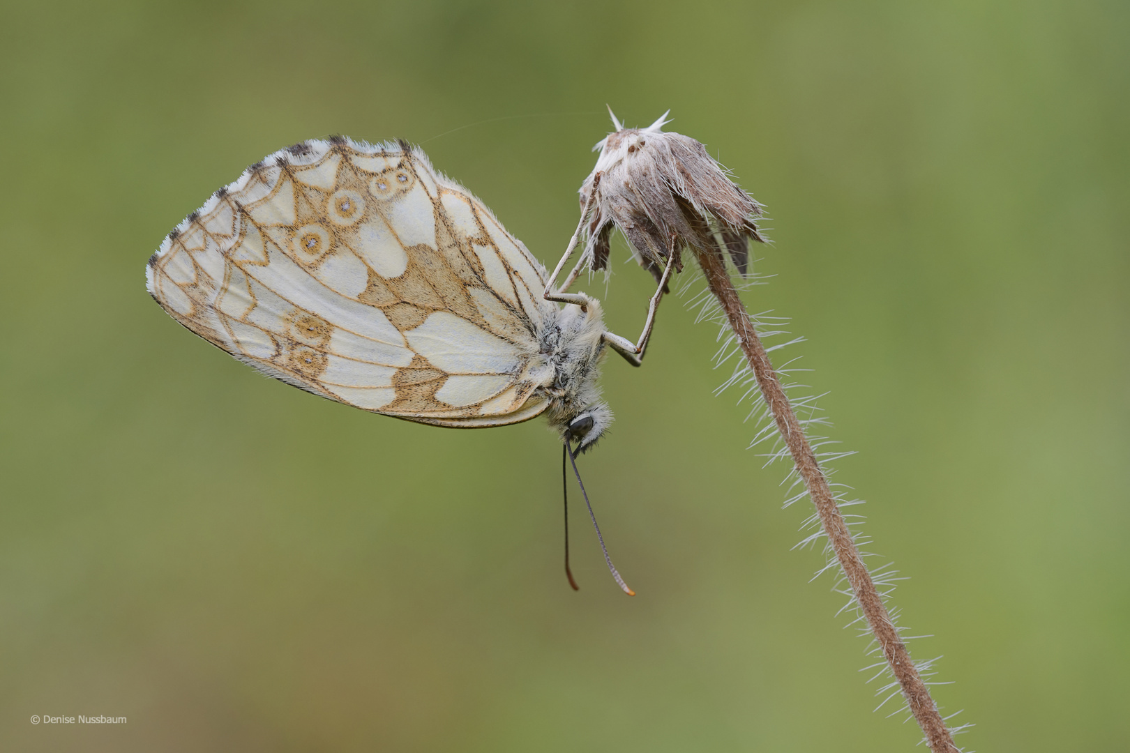 Schachbrettfalter