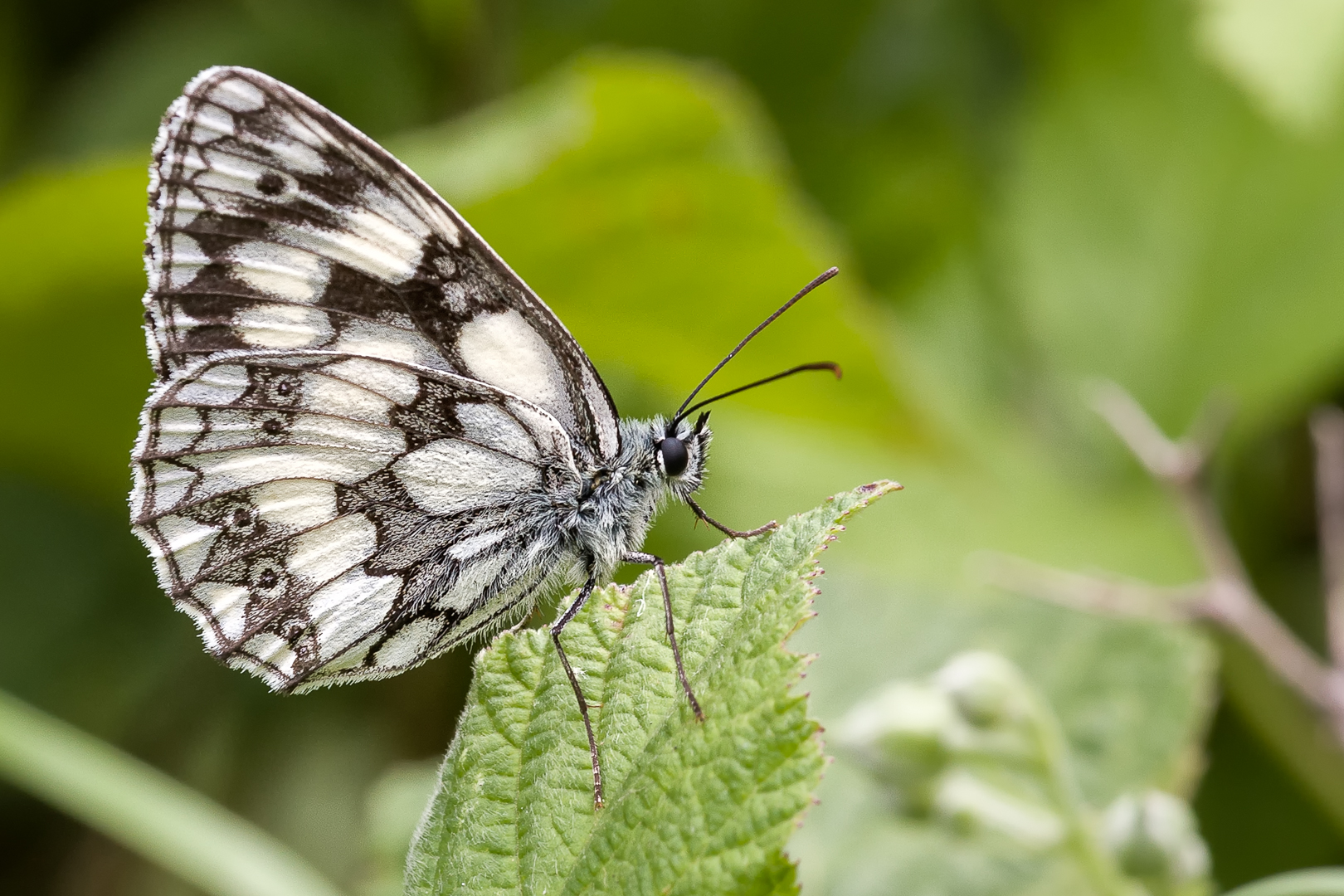 Schachbrettfalter