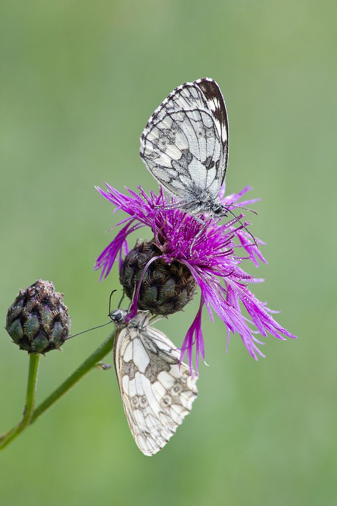 Schachbrettfalter