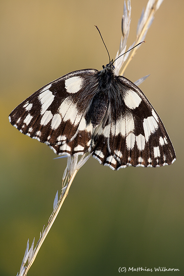 Schachbrettfalter