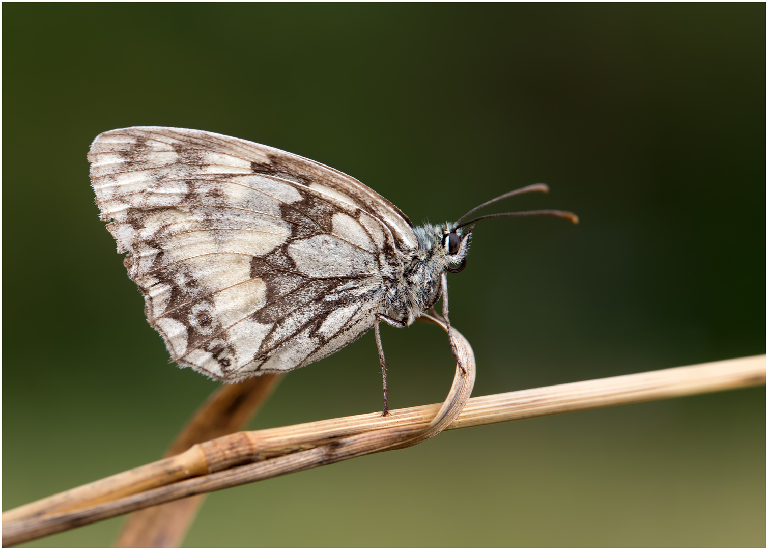 Schachbrettfalter