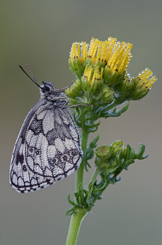 Schachbrettfalter