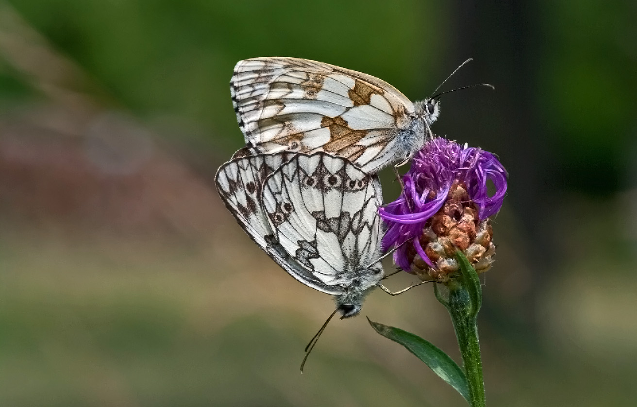 Schachbrettfalter