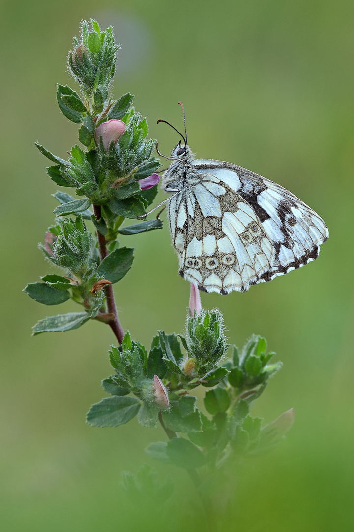 Schachbrettfalter