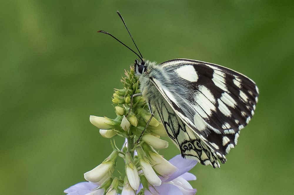 Schachbrettfalter