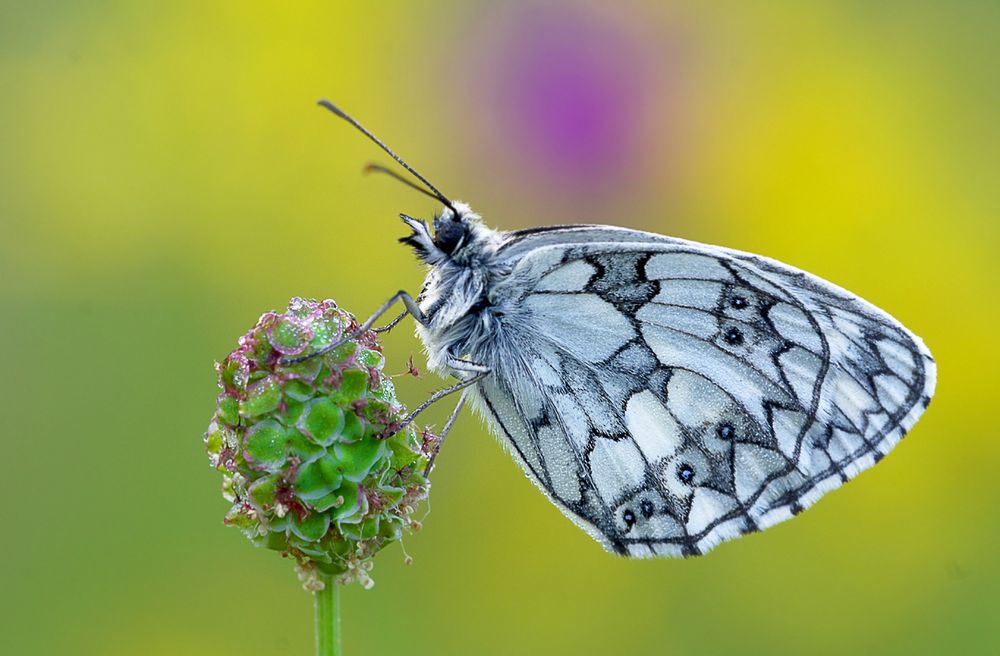 Schachbrettfalter