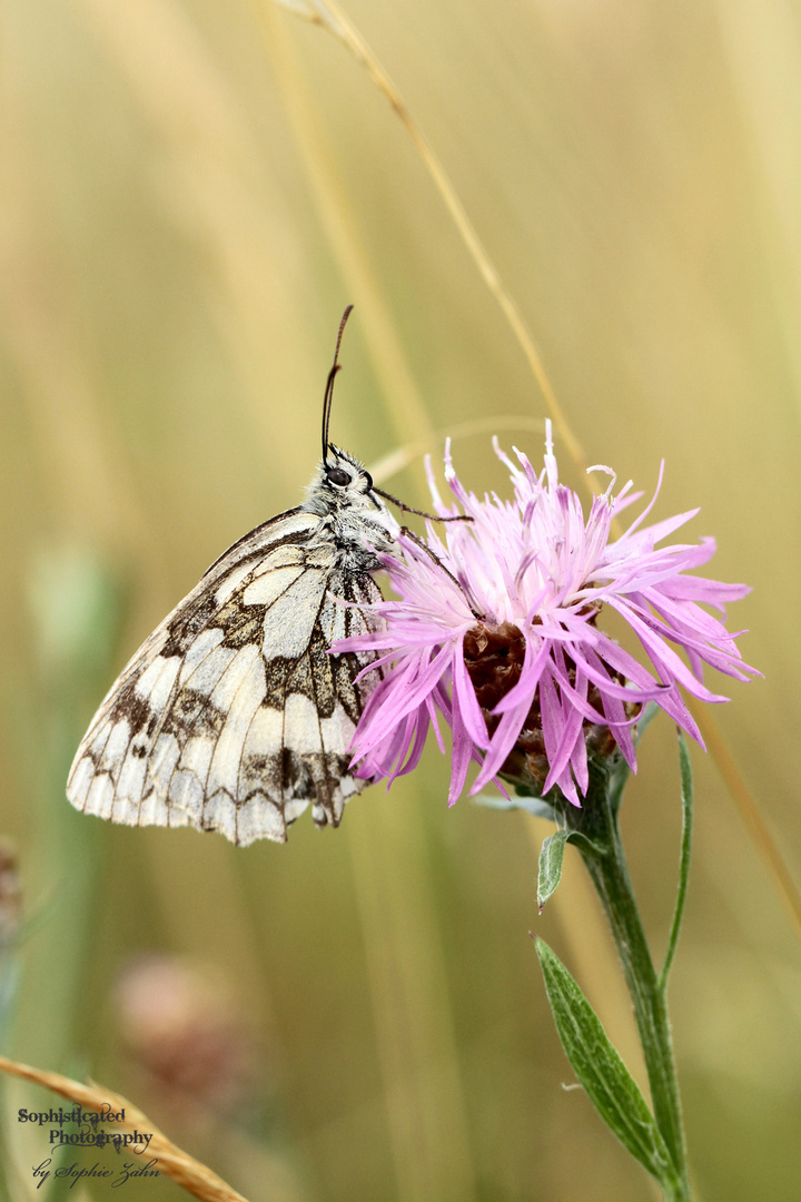 Schachbrettfalter