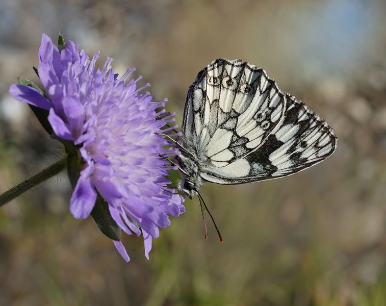 Schachbrettfalter