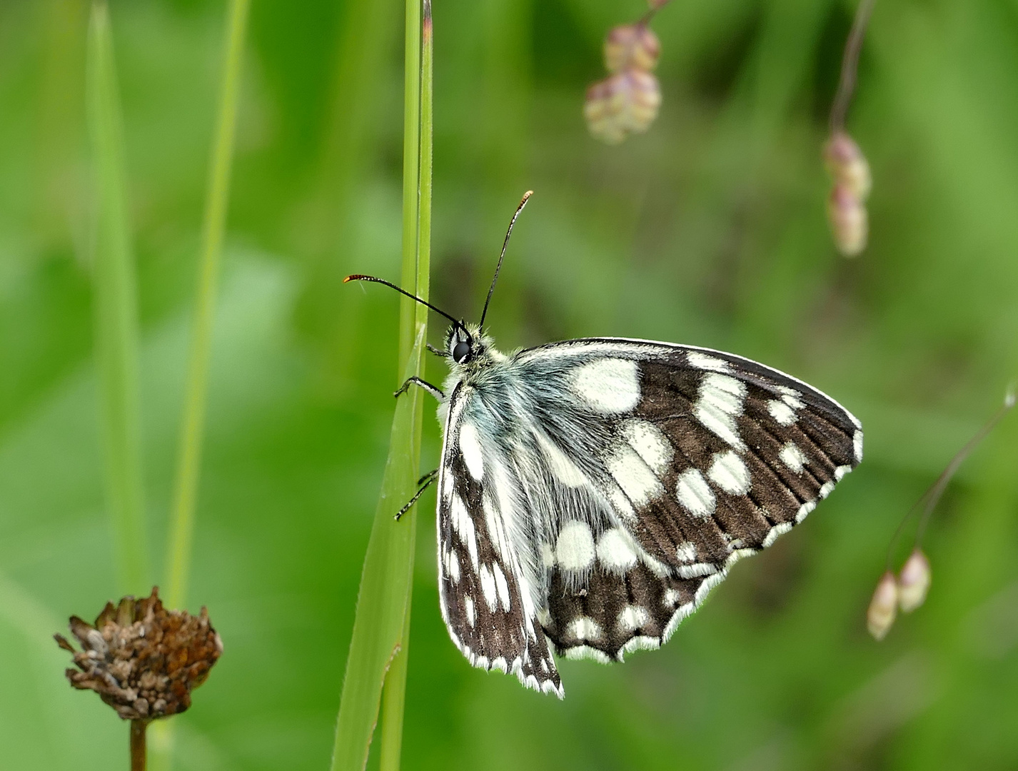 Schachbrettfalter