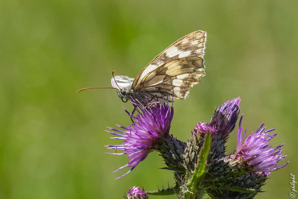 Schachbrettfalter