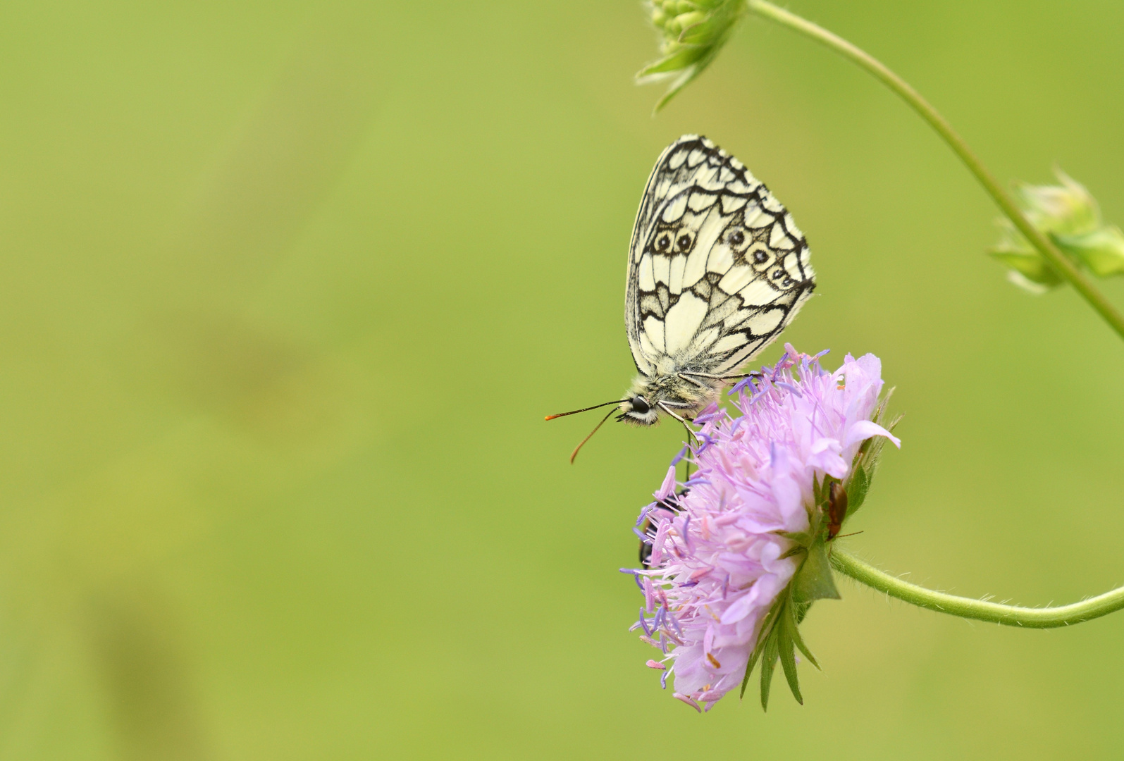 Schachbrettfalter