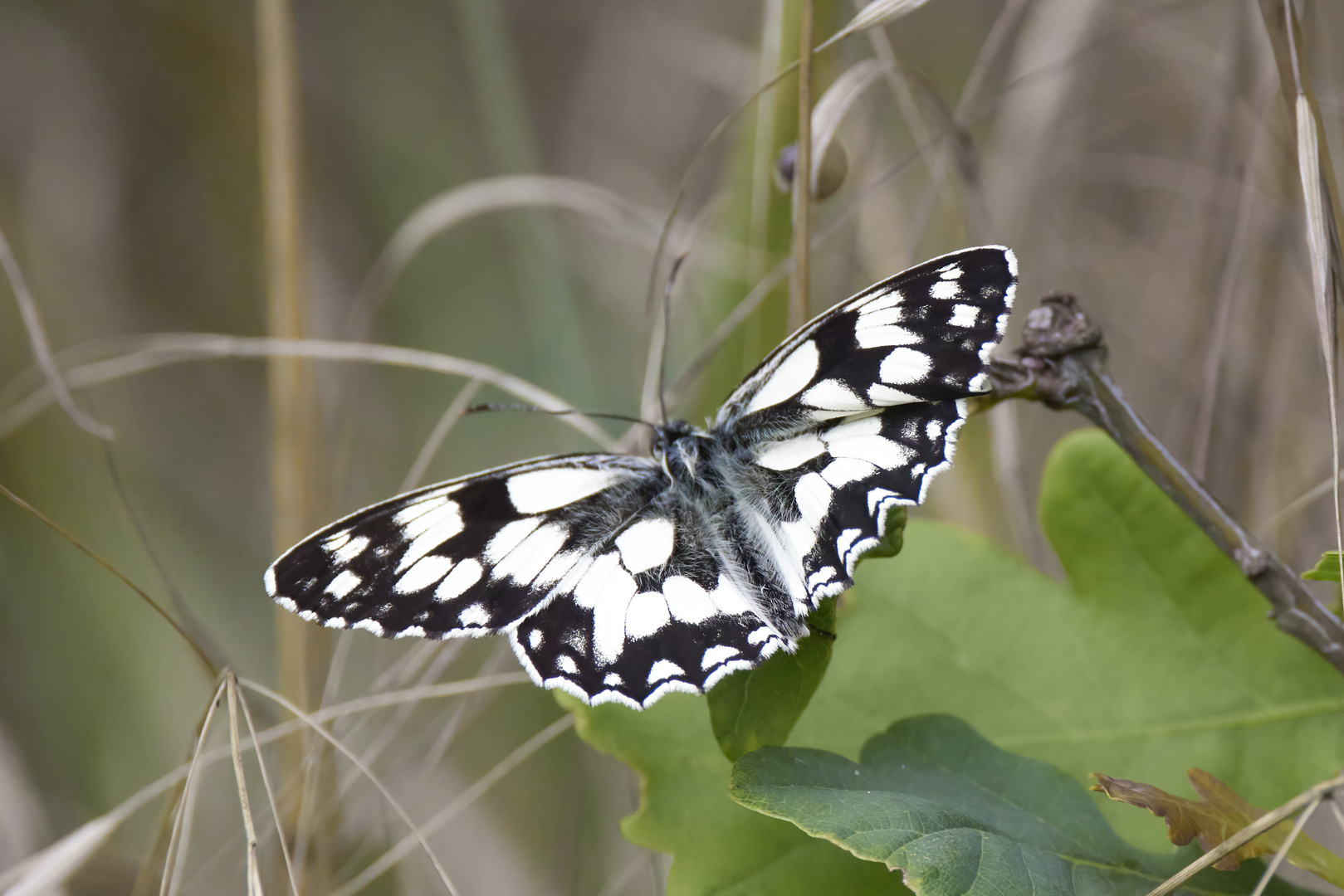 Schachbrettfalter