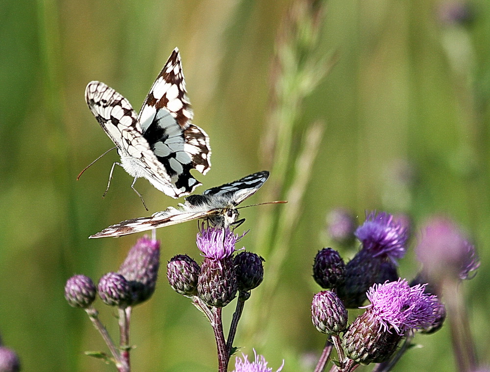 Schachbrettfalter