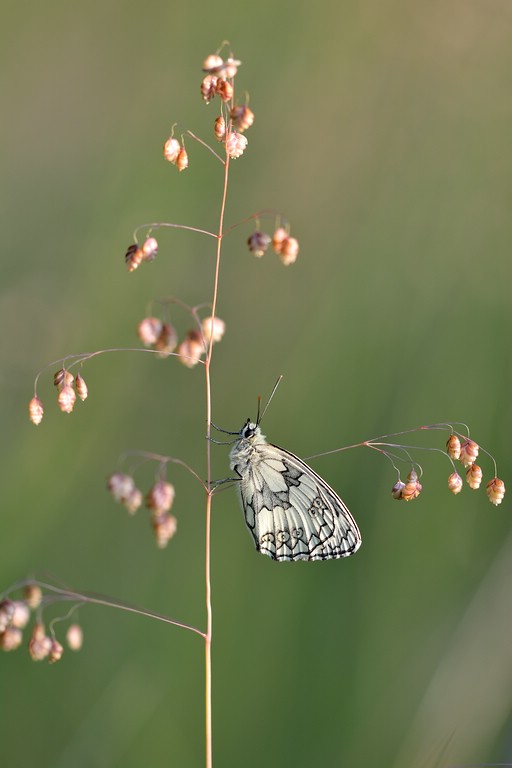 Schachbrettfalter