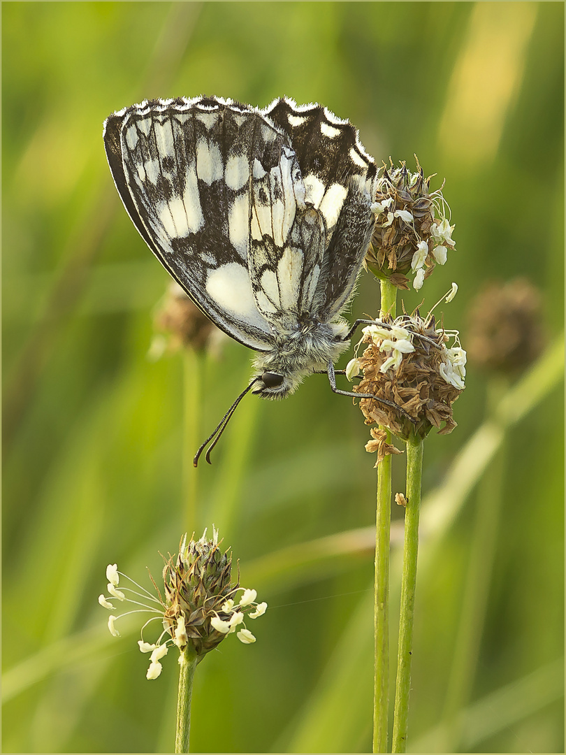 Schachbrettfalter