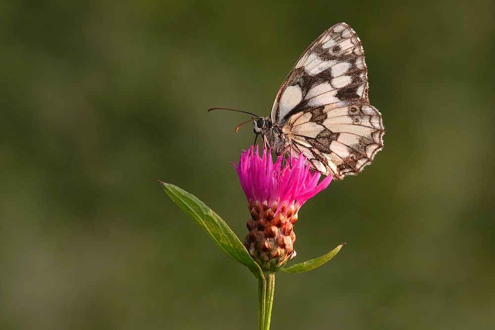 Schachbrettfalter