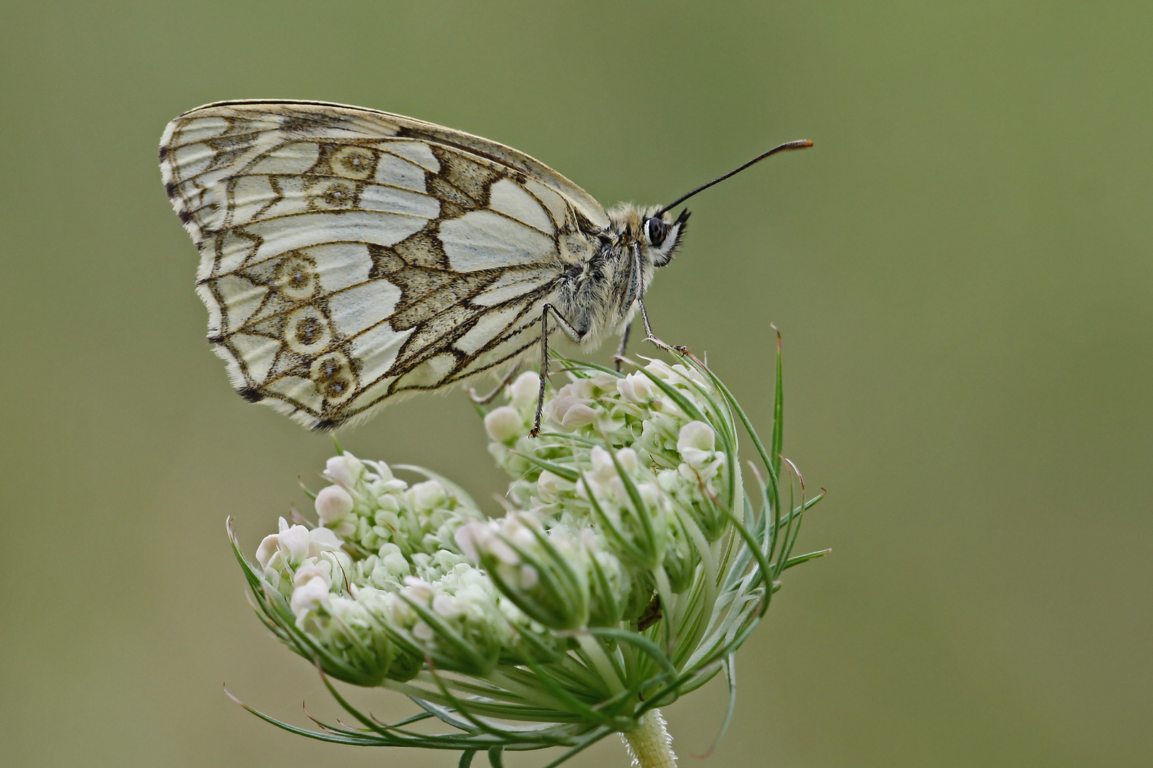 Schachbrettfalter