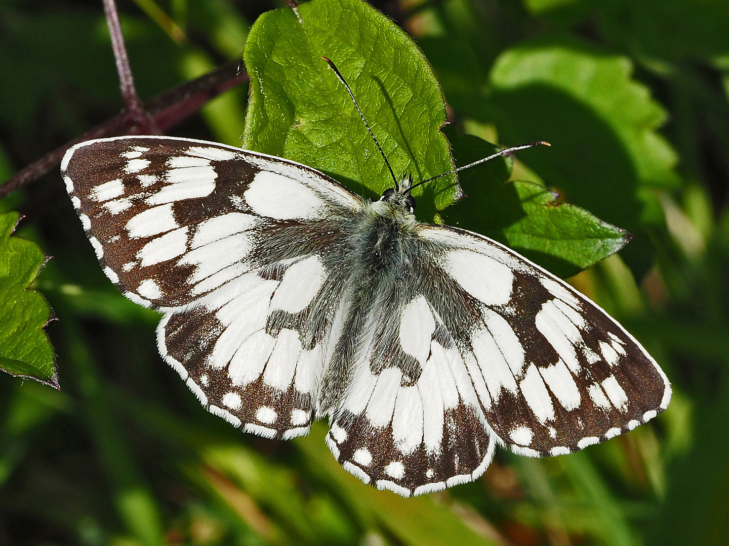 Schachbrettfalter