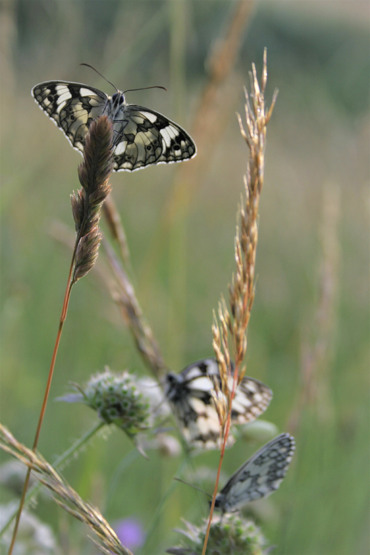 schachbrettfalter