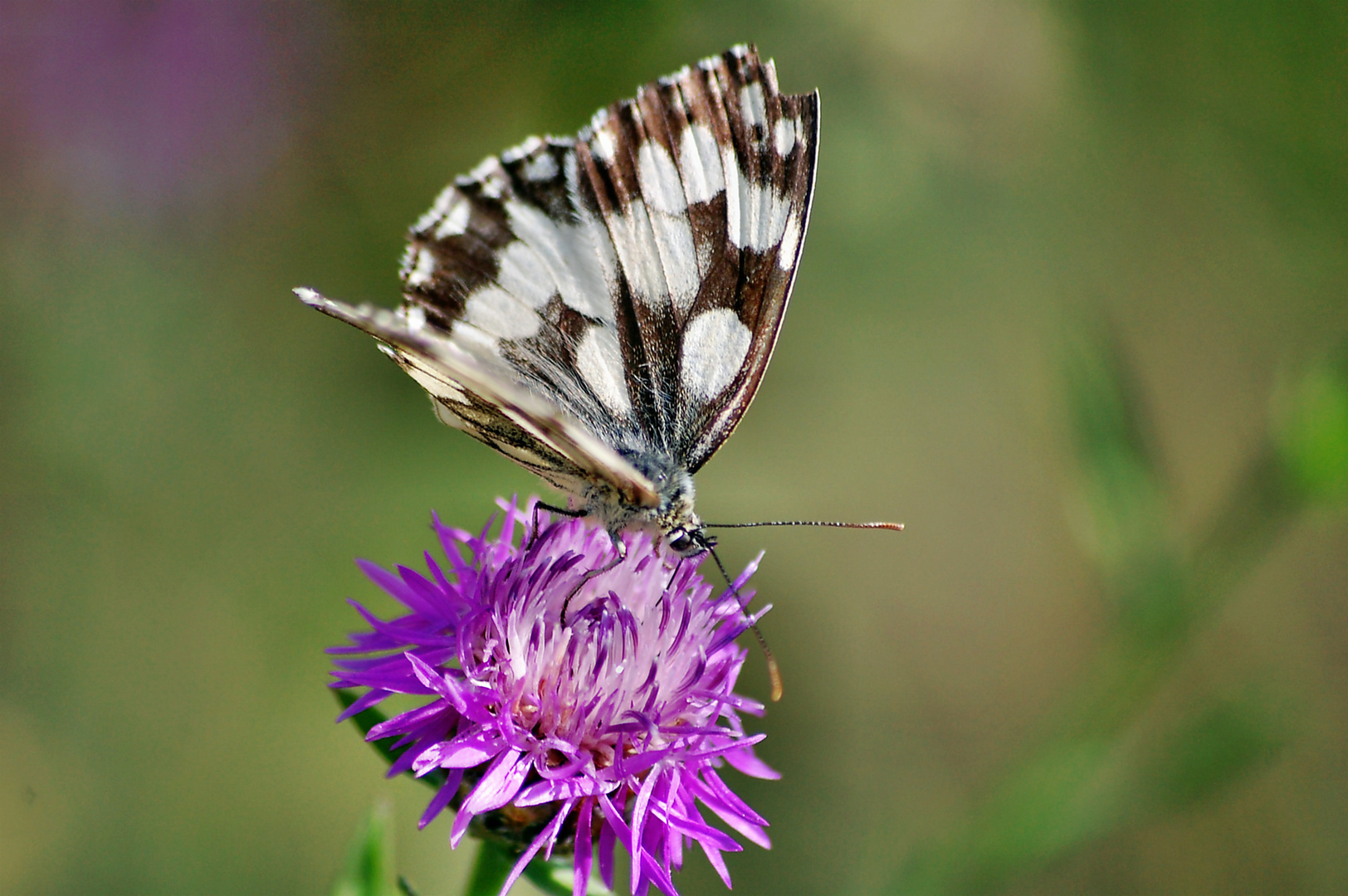 Schachbrettfalter