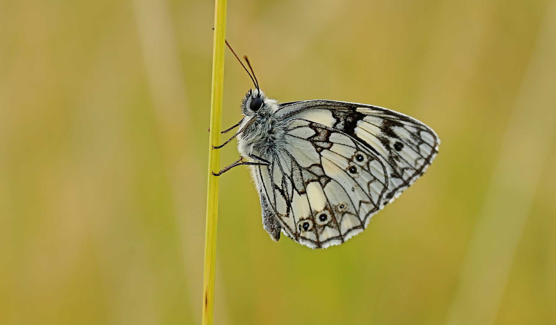 Schachbrettfalter