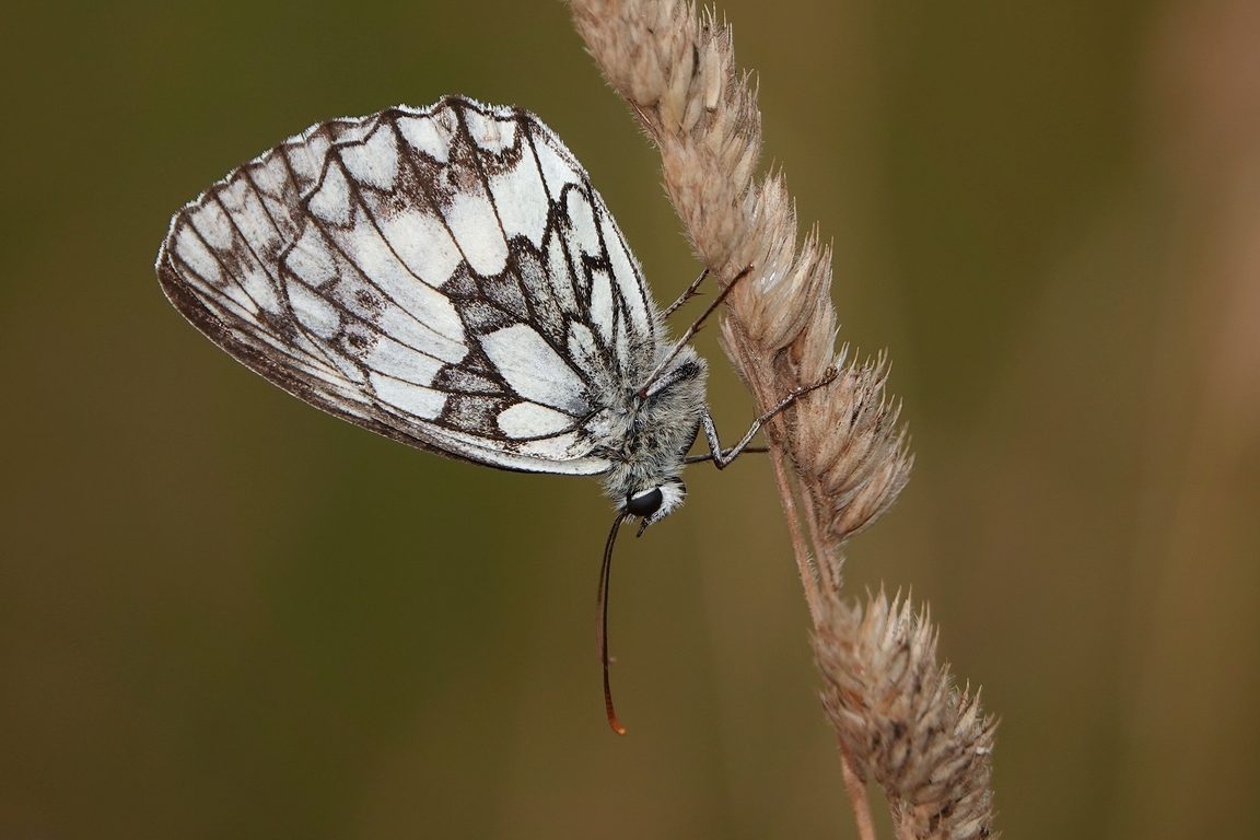 Schachbrettfalter