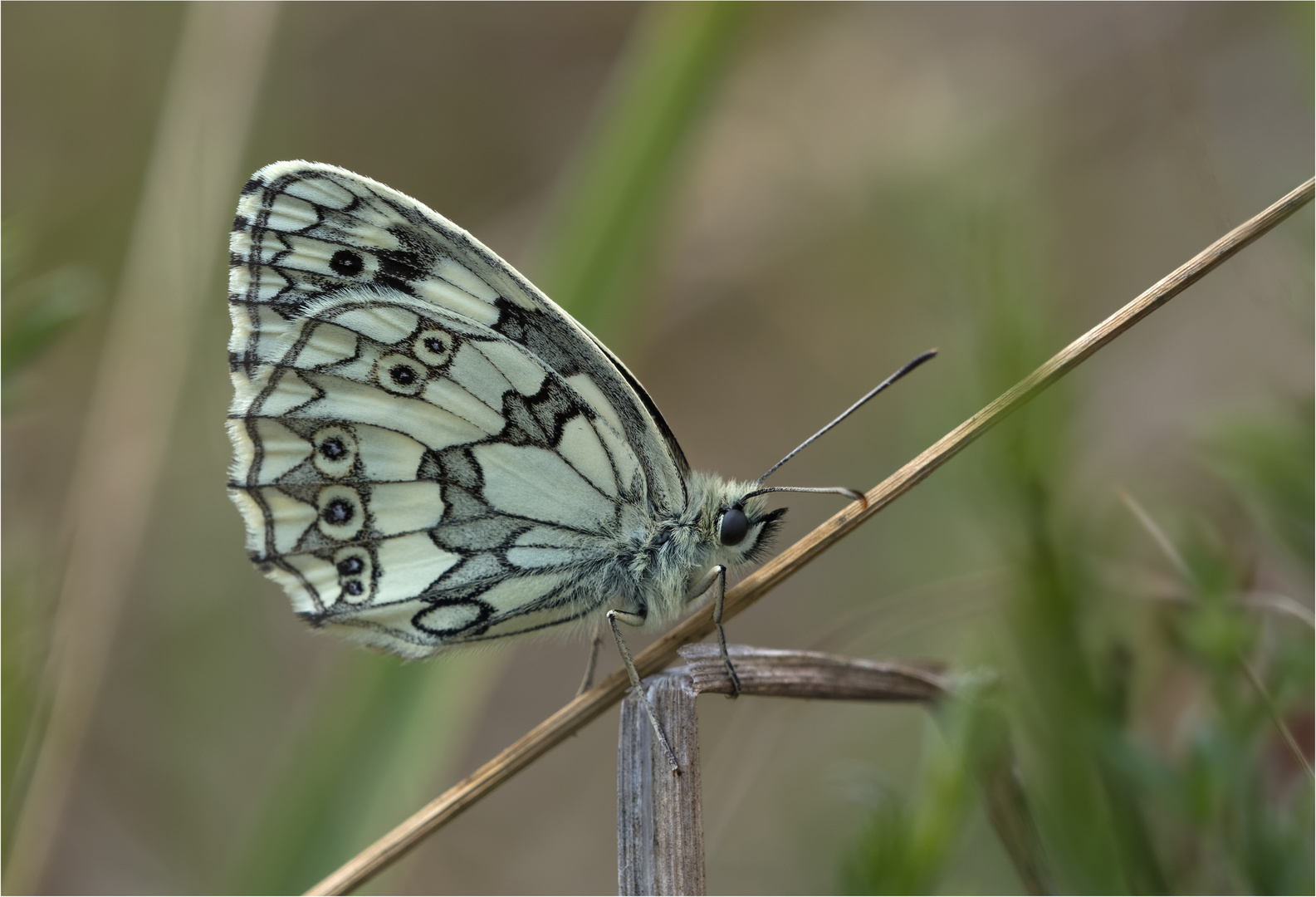 Schachbrettfalter