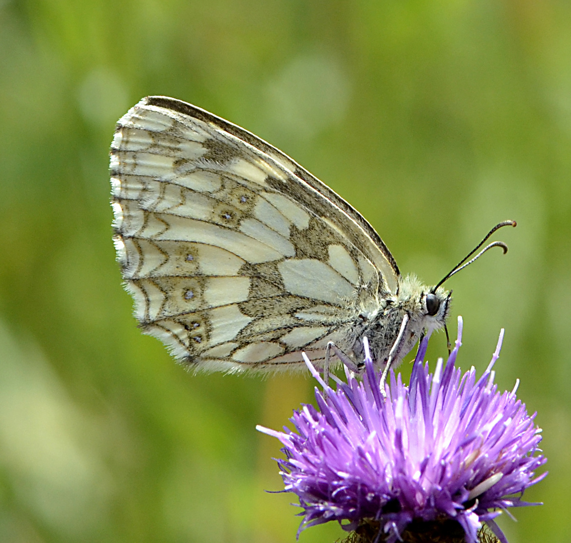 Schachbrettfalter 