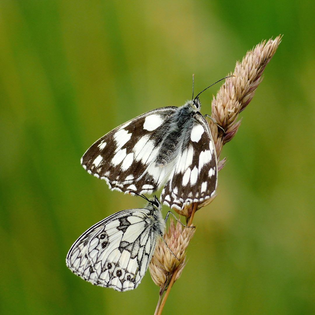 Schachbrettfalter