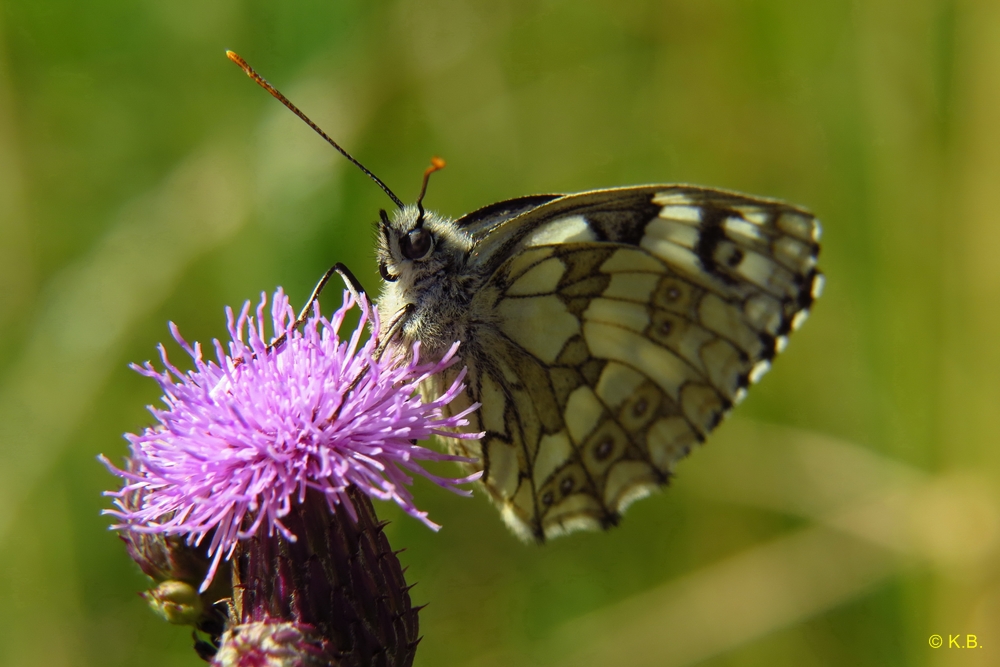 Schachbrettfalter