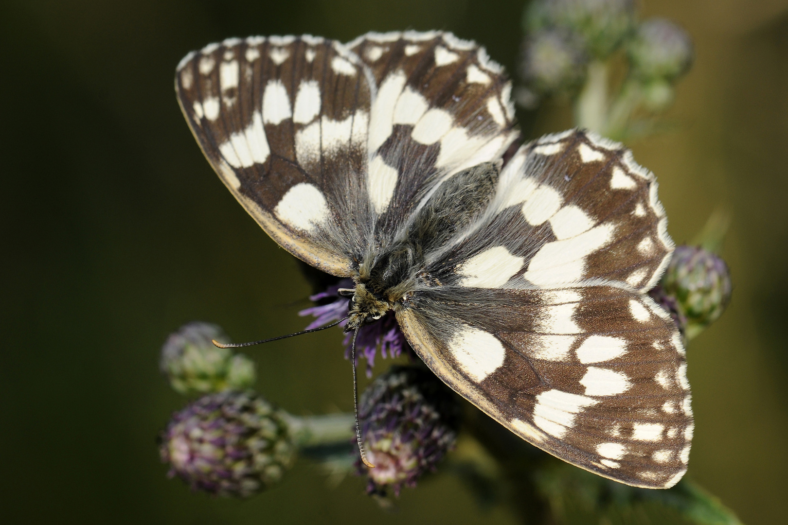 Schachbrettfalter