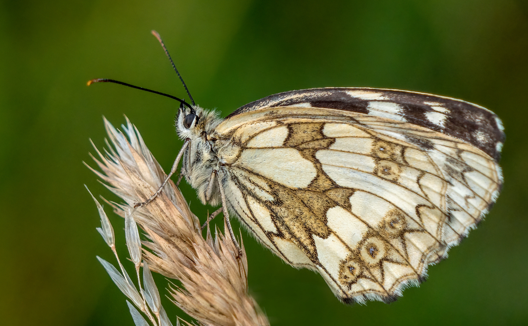 SCHACHBRETTFALTER