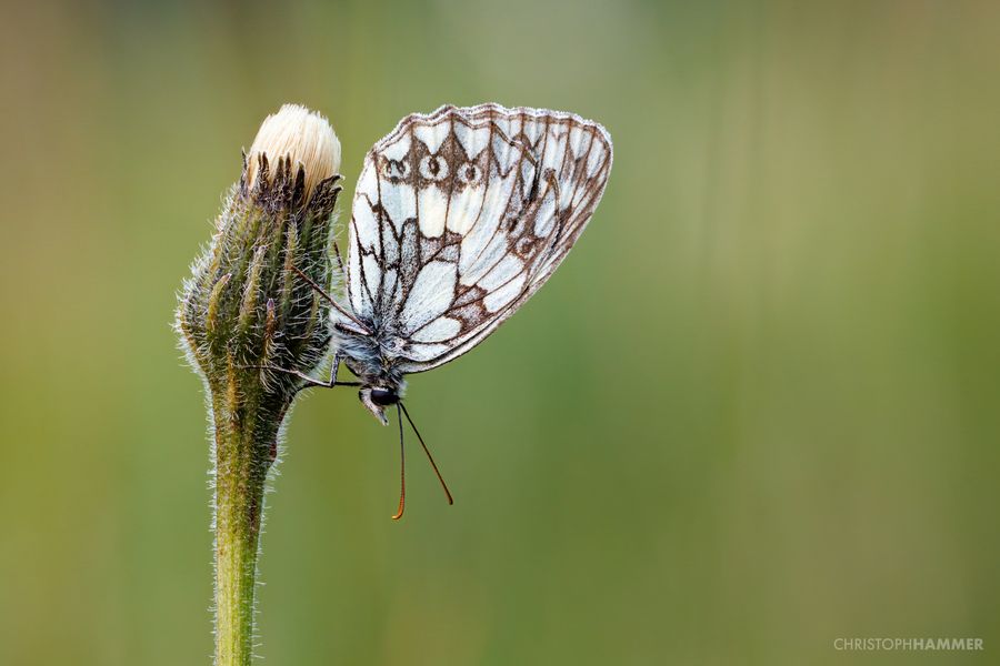 Schachbrettfalter 