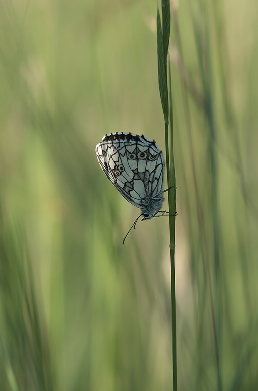 Schachbrettfalter