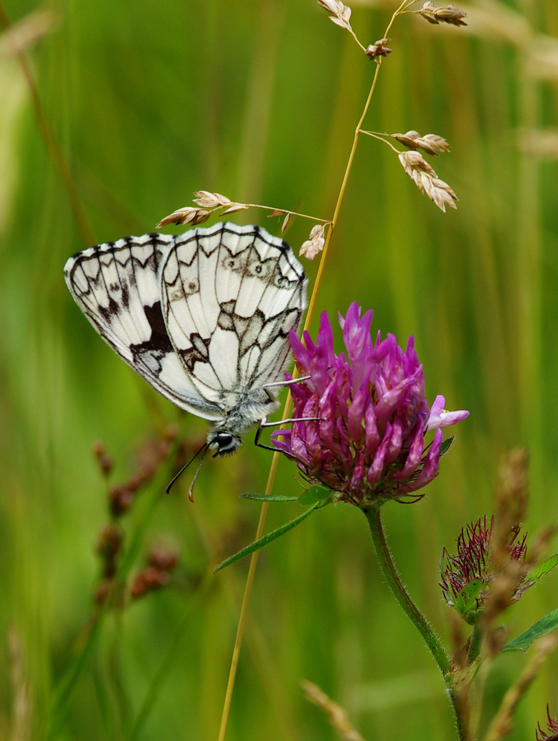 Schachbrettfalter