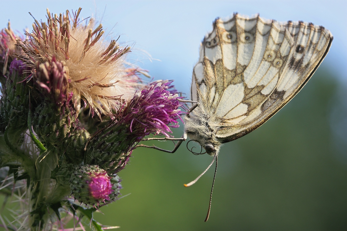 Schachbrettfalter