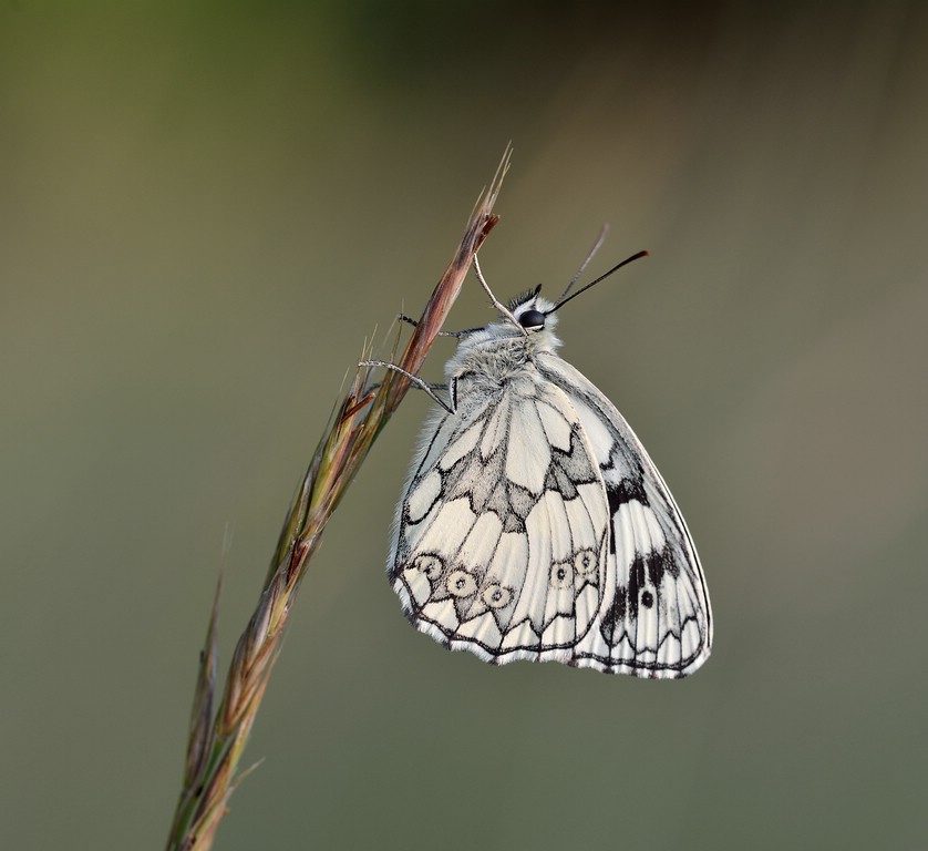 Schachbrettfalter