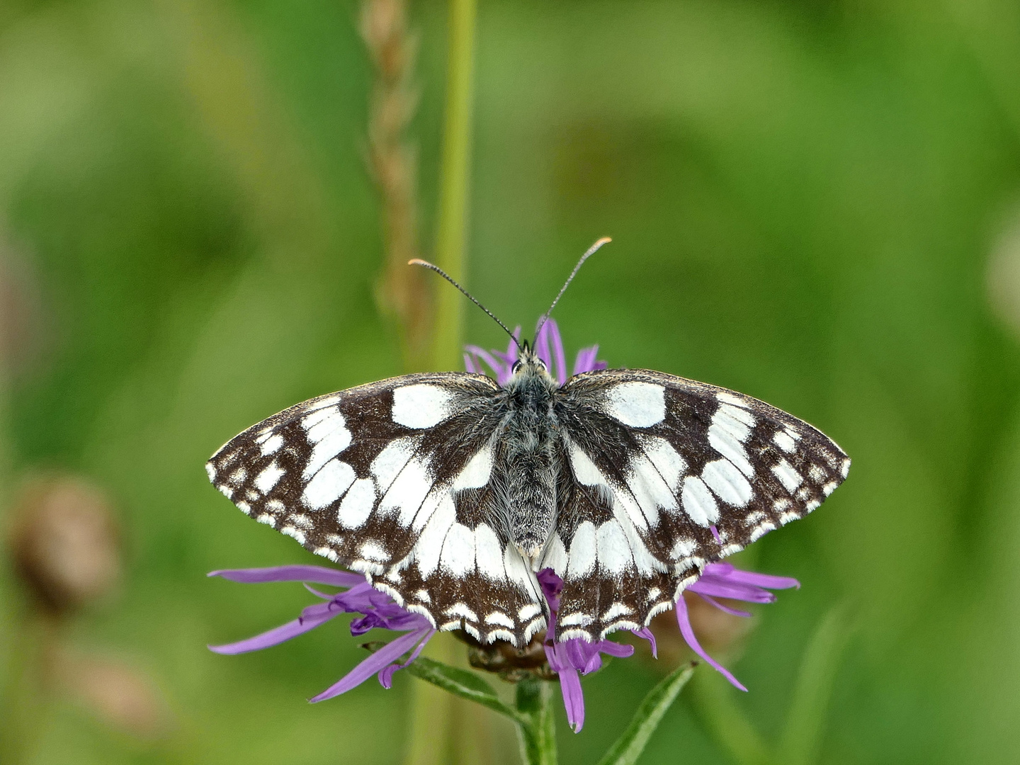 Schachbrettfalter