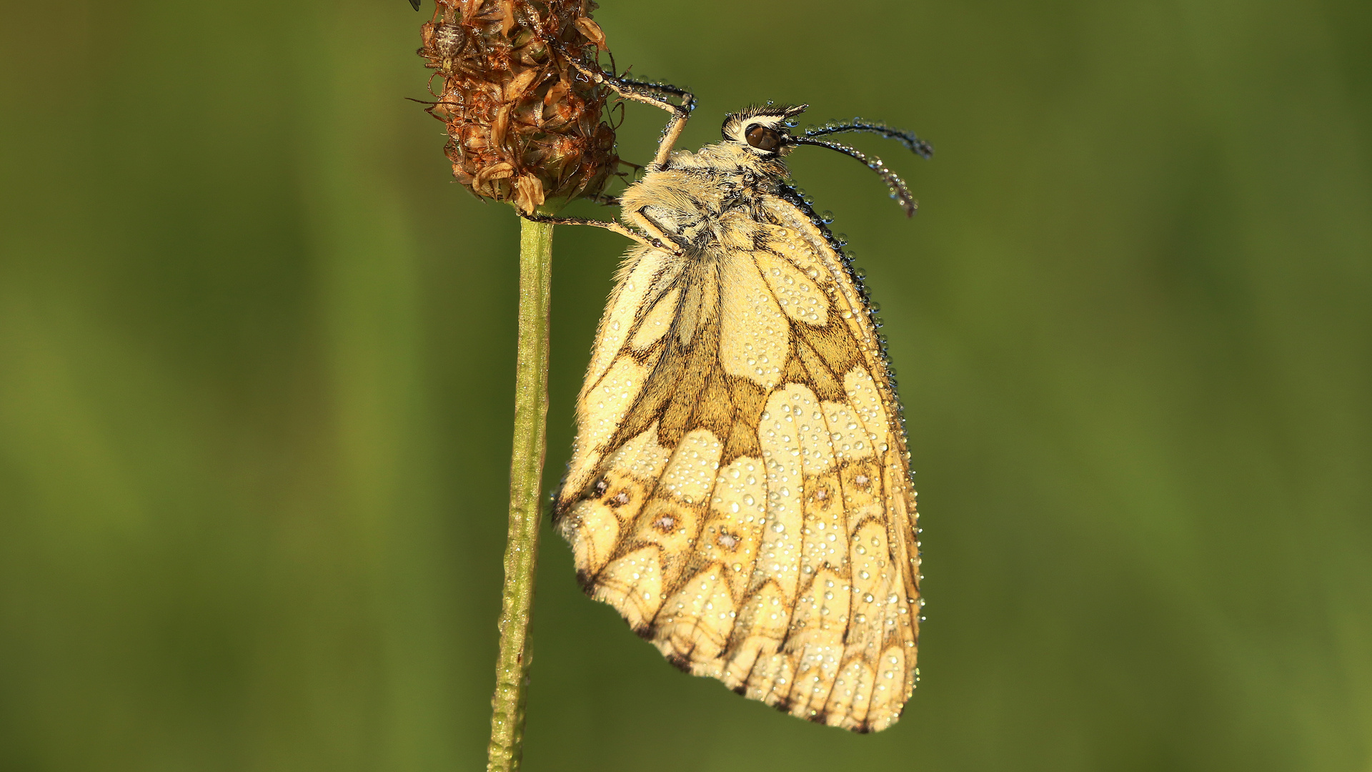 Schachbrettfalter... 