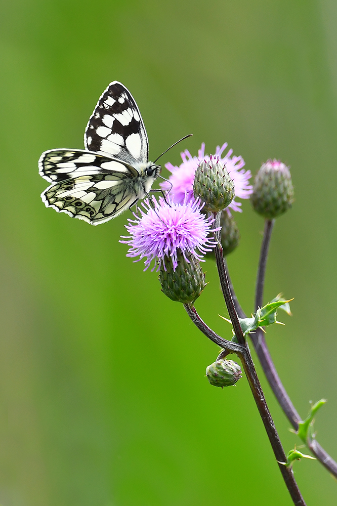 Schachbrettfalter 