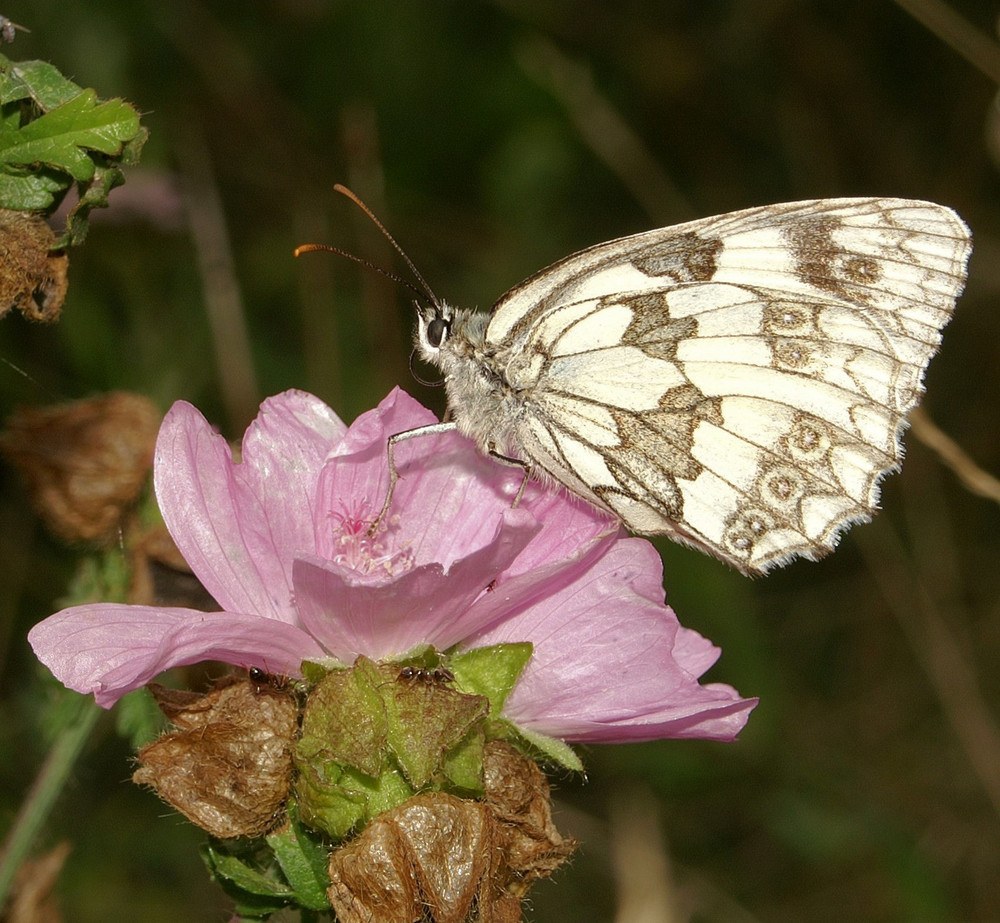 Schachbrettfalter