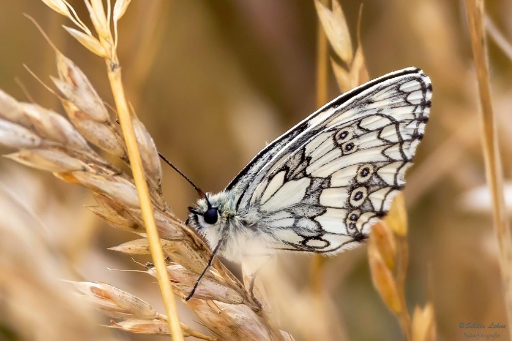 Schachbrettfalter