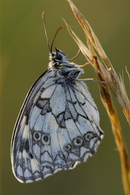 Schachbrettfalter